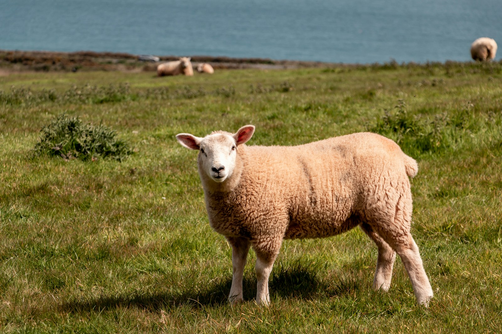brown sheep on green grass field during daytime